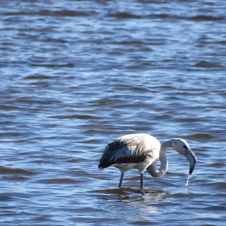 Casa de hóspedes Hotel Aveiro Centro *