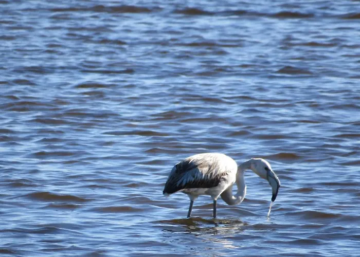 Maison d'hôtes Aveirohouse *